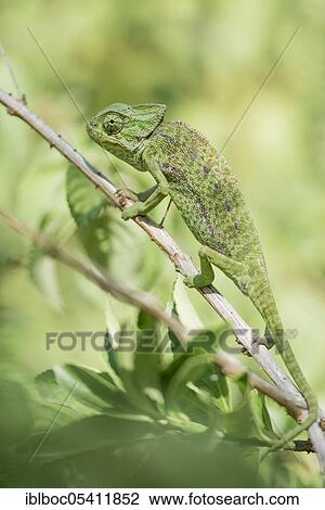 Mediterranean chameleon (Chamaeleo chamaeleon), Cadiz, Andalusia, Spain, Europe View Large Photo Image Stock Image - Mediterranean chameleon (Chamaeleo chamaeleon), Cadiz, Andalusia, Spain, Europe. Fotosearch
