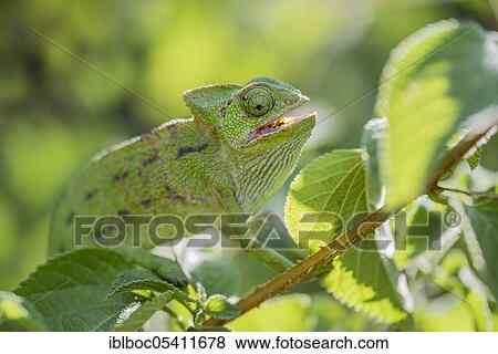 Stock Photo - Mediterranean chameleon (Chamaeleo chamaeleon), Cadiz, Andalusia, Spain, Europe. Fotosearch