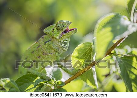 Mediterranean chameleon (Chamaeleo chamaeleon), Cadiz, Andalusia, Spain, Europe View Large Photo Image Stock Photo - Mediterranean chameleon (Chamaeleo chamaeleon), Cadiz, Andalusia, Spain, Europe. Fotosearch
