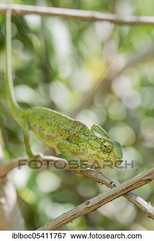 Mediterranean chameleon (Chamaeleo chamaeleon), Cadiz, Andalusia, Spain, Europe View Large Photo Image Stock Photo - Mediterranean chameleon (Chamaeleo chamaeleon), Cadiz, Andalusia, Spain, Europe. Fotosearch