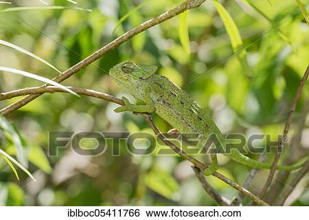 Mediterranean chameleon (Chamaeleo chamaeleon), Cadiz, Andalusia, Spain, Europe View Large Photo Image Stock Photograph - Mediterranean chameleon (Chamaeleo chamaeleon), Cadiz, Andalusia, Spain, Europe. Fotosearch
