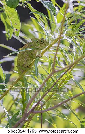 Mediterranean chameleon (Chamaeleo chamaeleon), Cadiz, Andalusia, Spain, Europe View Large Photo Image Stock Photography - Mediterranean chameleon (Chamaeleo chamaeleon), Cadiz, Andalusia, Spain, Europe. Fotosearch
