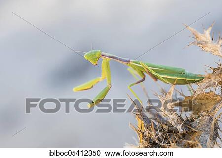 Mediterranean praying mantis (Iris oratoria oratoria), Sancti Petri, Andalusia, Spain, Europe View Large Photo Image Stock Image - Mediterranean praying mantis (Iris oratoria oratoria), Sancti Petri, Andalusia, Spain, Europe. Fotosearch