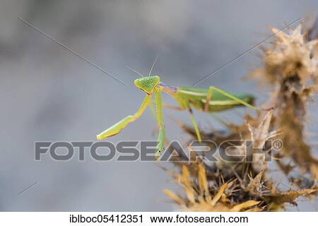 Mediterranean praying mantis (Iris oratoria oratoria), Sancti Petri, Andalusia, Spain, Europe View Large Photo Image Stock Image - Mediterranean praying mantis (Iris oratoria oratoria), Sancti Petri, Andalusia, Spain, Europe. Fotosearch