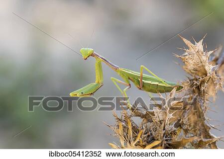 Stock Image - Mediterranean praying mantis (Iris oratoria oratoria), Sancti Petri, Andalusia, Spain, Europe. Fotosearch