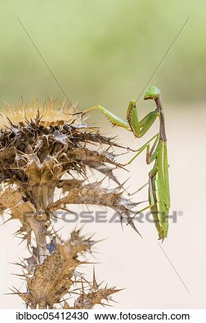 Mediterranean praying mantis (Iris oratoria oratoria), Sancti Petri, Andalusia, Spain, Europe View Large Photo Image Stock Image - Mediterranean praying mantis (Iris oratoria oratoria), Sancti Petri, Andalusia, Spain, Europe. Fotosearch