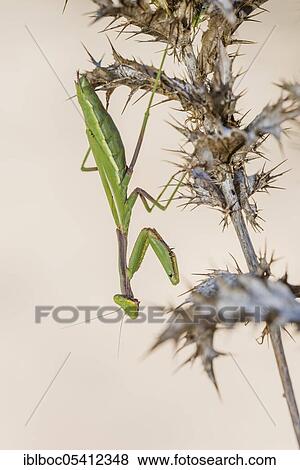 Stock Photo - Mediterranean praying mantis (Iris oratoria oratoria), Sancti Petri, Andalusia, Spain, Europe. Fotosearch
