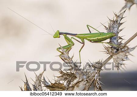 Stock Photo - Mediterranean praying mantis (Iris oratoria oratoria), Sancti Petri, Andalusia, Spain, Europe. Fotosearch
