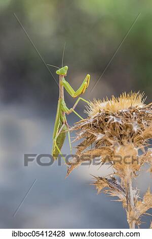 Stock Photo - Mediterranean praying mantis (Iris oratoria oratoria), Sancti Petri, Andalusia, Spain, Europe. Fotosearch