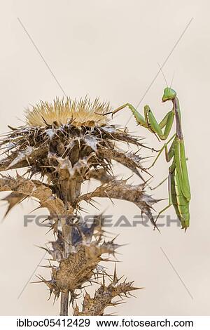 Mediterranean praying mantis (Iris oratoria oratoria), Sancti Petri, Andalusia, Spain, Europe View Large Photo Image Stock Photo - Mediterranean praying mantis (Iris oratoria oratoria), Sancti Petri, Andalusia, Spain, Europe. Fotosearch