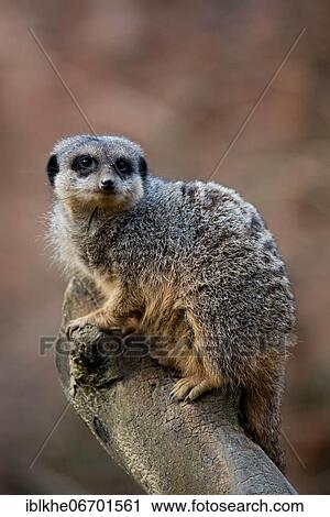Meerkats (Suricata suricatta), captive, Occurrence Southern Africa View Large Photo Image Stock Image - Meerkats (Suricata suricatta), captive, Occurrence Southern Africa. Fotosearch