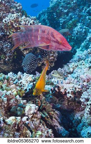 Mexican Hogfish (Bodianus diplotaenia), Clarion Angelfish and Guineafowl Puffer, Holacanthus clarionensis, Arothron meleagris, San Benedicto, Revillagigedo Islands, Mexico, Central America View Large Photo Image Stock Image - Mexican Hogfish (Bodianus diplotaenia), Clarion Angelfish and Guineafowl Puffer, Holacanthus clarionensis, Arothron meleagris, San Benedicto, Revillagigedo Islands, Mexico, Central America. Fotosearch