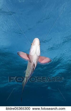 Stock Image - Mexican hogfish (Bodianus diplotaenia), San Benedicto, Revillagigedo Islands, Mexico, Central America. Fotosearch
