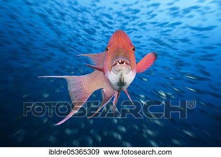 Mexican hogfish (Bodianus diplotaenia), Socorro, Revillagigedo Islands, Mexico, Central America View Large Photo Image Stock Photo - Mexican hogfish (Bodianus diplotaenia), Socorro, Revillagigedo Islands, Mexico, Central America. Fotosearch