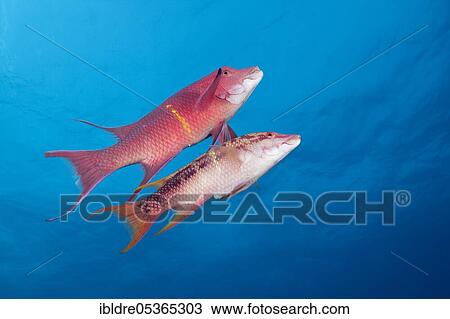 Stock Image - Mexican hogfishes (Bodianus diplotaenia), Socorro, Revillagigedo Islands, Mexico, Central America. Fotosearch