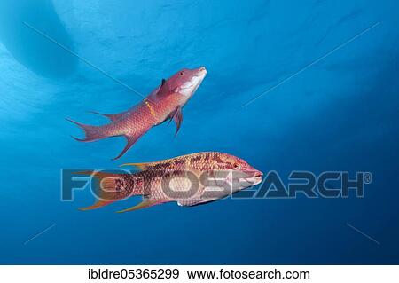 Stock Photo - Mexican hogfishes (Bodianus diplotaenia), Socorro, Revillagigedo Islands, Mexico, Central America. Fotosearch