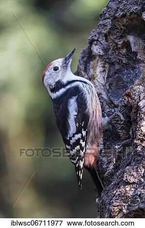 Middle spotted woodpecker (Dendrocopos medius), sitting on a tree stump, Volcanic Eifel, Rhineland-Palatinate, Germany, Europe View Large Photo Image Stock Photo - Middle spotted woodpecker (Dendrocopos medius), sitting on a tree stump, Volcanic Eifel, Rhineland-Palatinate, Germany, Europe. Fotosearch