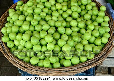 Mirabelle plums, green, unripe mirabelle plums, Turkish plums, are eaten green with salt, Turkey, Asia View Large Photo Image Stock Image - Mirabelle plums, green, unripe mirabelle plums, Turkish plums, are eaten green with salt, Turkey, Asia. Fotosearch