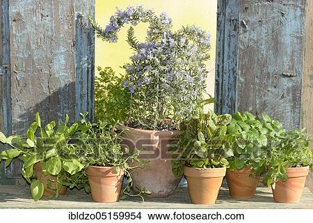 Miscellaneous (Rosmarinus officinalis) herbs, blood sorrel (Rumex sanguineus), tarragon (Artemisia dracunculus), marjoram (Origanum majorana), parsley (Petroselinum crispum), lemon balm, savory, sorrel (Rumex acetosella) View Large Photo Image Picture - Miscellaneous (Rosmarinus officinalis) herbs, blood sorrel (Rumex sanguineus), tarragon (Artemisia dracunculus), marjoram (Origanum majorana), parsley (Petroselinum crispum), lemon balm, savory, sorrel (Rumex acetosella). Fotosearch