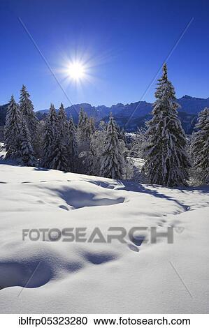Stock Image - Mixed forest, Central Swiss Alps, Central Switzerland, Switzerland, Europe. Fotosearch