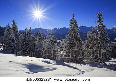 Mixed forest, Central Swiss Alps, Central Switzerland, Switzerland, Europe View Large Photo Image Stock Image - Mixed forest, Central Swiss Alps, Central Switzerland, Switzerland, Europe. Fotosearch
