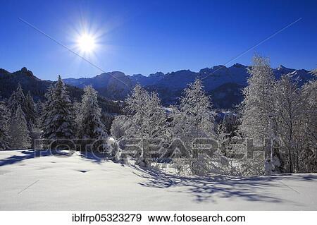 Stock Photo - Mixed forest, Central Swiss Alps, Central Switzerland, Switzerland, Europe. Fotosearch