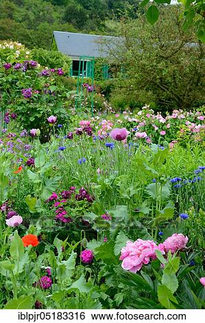 Stock Photograph - Monet Garden, Monet Garden, Painter Claude Monet, Giverny, Normandy, France, Europe. Fotosearch