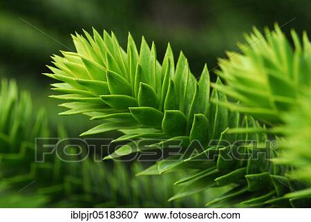 Stock Photo - Monkey puzzle tree (Araucaria araucana). Fotosearch