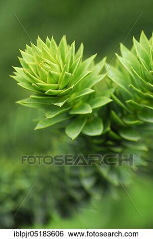 Stock Photograph - Monkey puzzle tree (Araucaria araucana). Fotosearch