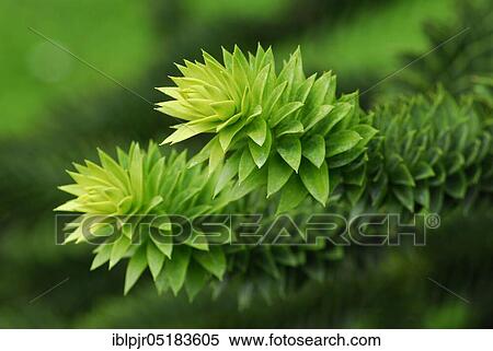 Stock Photography - Monkey puzzle tree (Araucaria araucana). Fotosearch
