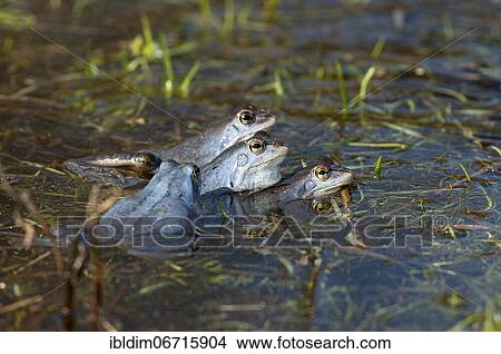 Picture - Moor frog (Rana arvalis) during courtship the males are coloured blue, mating, Brandenburg, Germany, Europe. Fotosearch