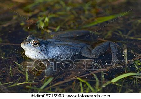 Moor frog (Rana arvalis) during courtship the males are coloured blue, Brandenburg, Germany, Europe View Large Photo Image Stock Image - Moor frog (Rana arvalis) during courtship the males are coloured blue, Brandenburg, Germany, Europe. Fotosearch