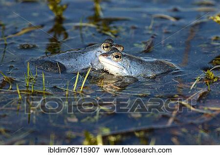 Moor frog (Rana arvalis) during courtship the males are coloured blue, Brandenburg, Germany, Europe View Large Photo Image Stock Photo - Moor frog (Rana arvalis) during courtship the males are coloured blue, Brandenburg, Germany, Europe. Fotosearch