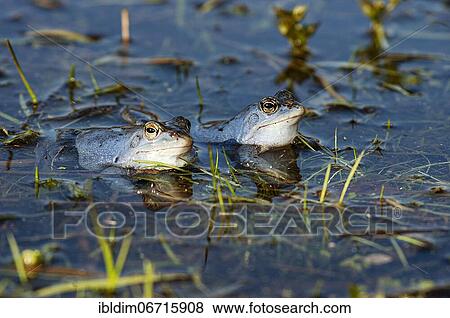 Moor frog (Rana arvalis) during courtship the males are coloured blue, Brandenburg, Germany, Europe View Large Photo Image Stock Photo - Moor frog (Rana arvalis) during courtship the males are coloured blue, Brandenburg, Germany, Europe. Fotosearch