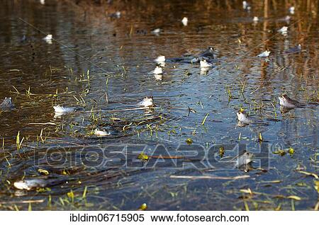 Stock Photography - Moor frog (Rana arvalis) in courtship display in biotope, Brandenburg, Germany, Europe. Fotosearch