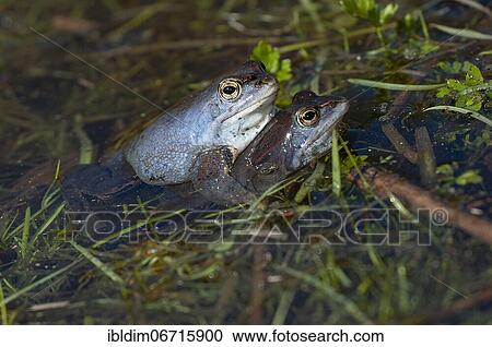 Stock Image - Moor frog (Rana arvalis) male holding onto female's back, mating, Brandenburg, Germany, Europe. Fotosearch
