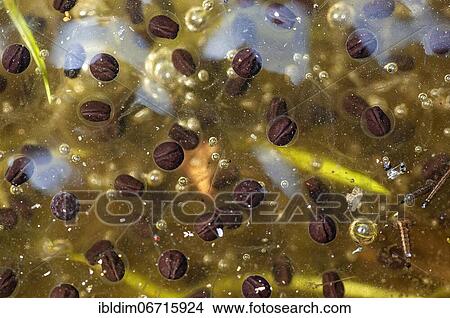 Moor frog (Rana arvalis) the spawn in the spawning water, Brandenburg, North Rhine-Westphalia View Large Photo Image Picture - Moor frog (Rana arvalis) the spawn in the spawning water, Brandenburg, North Rhine-Westphalia. Fotosearch