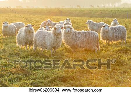 Picture - Moorschnucken, Lower Saxony, Germany, Europe. Fotosearch