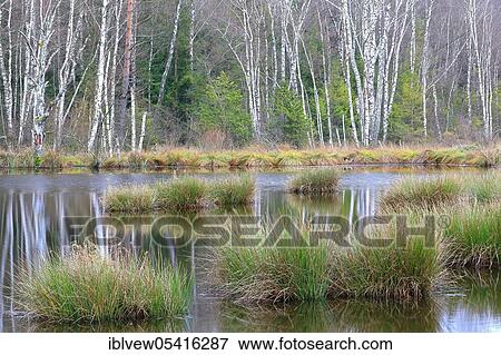 Moorsee, Fünfeckweiher, Pfrunger-Burgweiler Ried, Baden-Württemberg, Germany, Europe View Large Photo Image Stock Photo - Moorsee, Fünfeckweiher, Pfrunger-Burgweiler Ried, Baden-Württemberg, Germany, Europe. Fotosearch