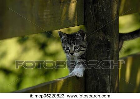 Mottled kitten on wooden fence View Large Photo Image Stock Image - Mottled kitten on wooden fence. Fotosearch
