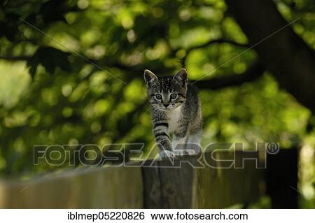 Mottled kitten on wooden fence View Large Photo Image Stock Photograph - Mottled kitten on wooden fence. Fotosearch