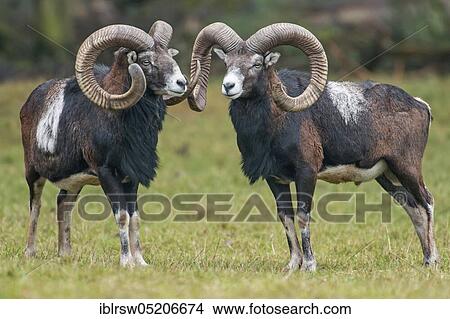 Picture - Mouflon (Ovis orientalis). Fotosearch