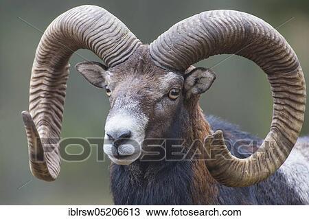 Mouflon (Ovis orientalis) View Large Photo Image Stock Image - Mouflon (Ovis orientalis). Fotosearch