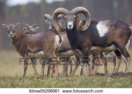 Stock Image - Mouflon (Ovis orientalis). Fotosearch
