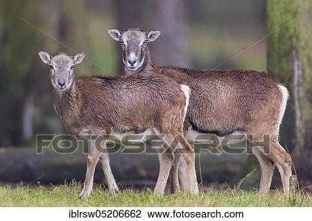 Stock Image - Mouflon (Ovis orientalis). Fotosearch