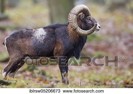 Stock Image - Mouflon (Ovis orientalis). Fotosearch