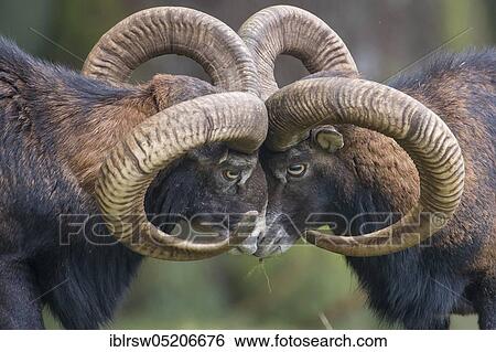 Stock Photograph - Mouflon (Ovis orientalis). Fotosearch