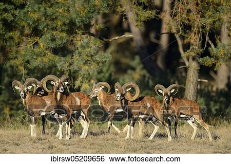 Mouflons (Ovis ammon), male, Hoge Veluwe National Park, Gelderland Province, Netherlands View Large Photo Image Stock Photograph - Mouflons (Ovis ammon), male, Hoge Veluwe National Park, Gelderland Province, Netherlands. Fotosearch
