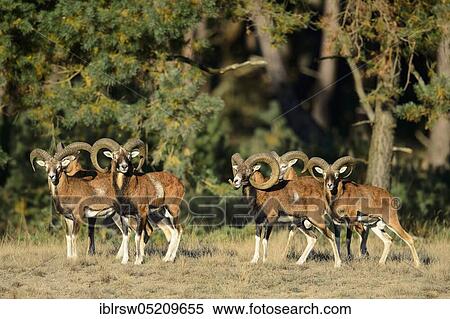 Mouflons (Ovis ammon), male, Hoge Veluwe National Park, Gelderland Province, Netherlands View Large Photo Image Stock Photography - Mouflons (Ovis ammon), male, Hoge Veluwe National Park, Gelderland Province, Netherlands. Fotosearch