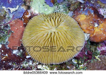 Mushroom coral (Fungia) fungites, Florida Islands, Solomon Islands, Oceania View Large Photo Image Stock Photo - Mushroom coral (Fungia) fungites, Florida Islands, Solomon Islands, Oceania. Fotosearch